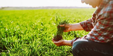 Genç bir bitkiyi elinde tutan tecrübeli bir çiftçinin yakın çekimi. Bir tarım uzmanı gün batımında mahsulün kalitesini ve büyümesini kontrol eder. Çiftçilik, bahçıvanlık ve ekoloji kavramları.