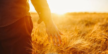 Bir adam olgun buğday tarlasında duruyor. Elini yavaşça sap üzerinde gezdiriyor. Güneş parlıyor, gökyüzü açık. Bu hasat mevsiminin özünü yakalar..