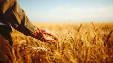 Bir adam olgun buğday tarlasında duruyor. Elini yavaşça sap üzerinde gezdiriyor. Güneş parlıyor, gökyüzü açık. Bu hasat mevsiminin özünü yakalar..