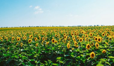 Ayçiçekleri bir tarlada sıralanmış, gökyüzüne doğru uzanıyor. Çiçekler açarken ve yapraklarını gererken güneş ışıl ışıl parlıyor, canlı bir sahne yaratıyor..