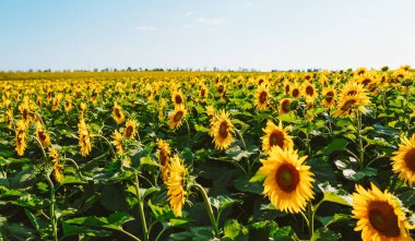 Ayçiçekleri bir tarlada sıralanmış, gökyüzüne doğru uzanıyor. Çiçekler açarken ve yapraklarını gererken güneş ışıl ışıl parlıyor, canlı bir sahne yaratıyor..