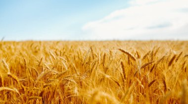 Buğday bitkileri, rüzgarla yavaşça hareket eden bir tarlada dimdik dururlar. Altın tanecikler batan güneşin ışığını yakalar ve arka planda açık bir gökyüzünü gösterir..