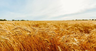 Buğday bitkileri, rüzgarla yavaşça hareket eden bir tarlada dimdik dururlar. Altın tanecikler batan güneşin ışığını yakalar ve arka planda açık bir gökyüzünü gösterir..