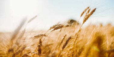 Buğday bitkileri, rüzgarla yavaşça hareket eden bir tarlada dimdik dururlar. Altın tanecikler batan güneşin ışığını yakalar ve arka planda açık bir gökyüzünü gösterir..
