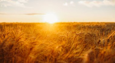 Buğday bitkileri, rüzgarla yavaşça hareket eden bir tarlada dimdik dururlar. Altın tanecikler batan güneşin ışığını yakalar ve arka planda açık bir gökyüzünü gösterir..