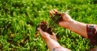 Kareli gömlekli bir çiftçinin yakın çekimi yeşil bir tarlada duruyor, ekmeden önce bir bitki tutuyor. Deneyimli bir tarım uzmanı toprak kalitesini kontrol eder. Ekoloji ve bahçecilik kavramları.