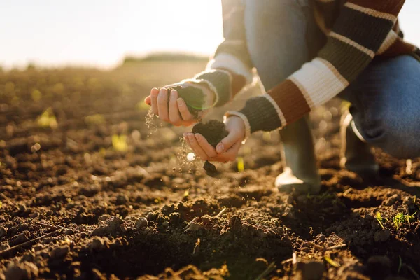 Genç kadın çiftçinin yakın plan görüntüleri tarlada ellerinde verimli topraklarla duruyor. Deneyimli bir tarım uzmanı ekmeden önce toprak kalitesini kontrol eder. Çiftçilik, bahçıvanlık ve ekoloji kavramları.