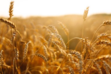 Bir tarlada sallanan altın buğday kulakları. Gün batımında bereketli bir hasat veren bir tarla. Çiftçilik ve tarım kavramı.