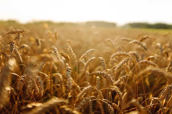 Bir tarlada sallanan altın buğday kulakları. Gün batımında bereketli bir hasat veren bir tarla. Çiftçilik ve tarım kavramı.
