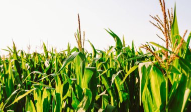 Mısır bitkileri bir tarlada dimdik dururlar. Güneş yeşil yaprakların üzerine parlıyor. Bu sahne çiftçiliğin aktif olduğu kırsal alanda bir yaz gününü gösteriyor..