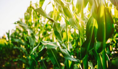 Mısır bitkileri bir tarlada dimdik dururlar. Güneş yeşil yaprakların üzerine parlıyor. Bu sahne çiftçiliğin aktif olduğu kırsal alanda bir yaz gününü gösteriyor..