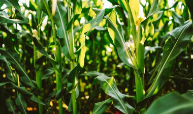 Mısır bitkileri bir tarlada dimdik dururlar. Güneş yeşil yaprakların üzerine parlıyor. Bu sahne çiftçiliğin aktif olduğu kırsal alanda bir yaz gününü gösteriyor..