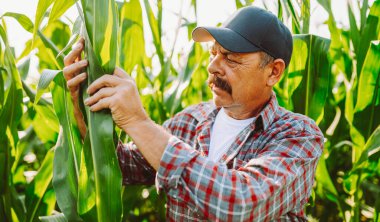 Şapka takan bir çiftçi tarlada mısır bitkilerini inceler. Bir tarım uzmanı bir tablet tutuyor ve mısırın büyümesi hakkında notlar alıyor. Güneş etrafındaki bitkilerin üzerinde parlıyor..