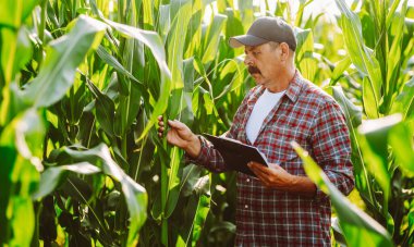 Şapka takan bir çiftçi tarlada mısır bitkilerini inceler. Bir tarım uzmanı bir tablet tutuyor ve mısırın büyümesi hakkında notlar alıyor. Güneş etrafındaki bitkilerin üzerinde parlıyor..