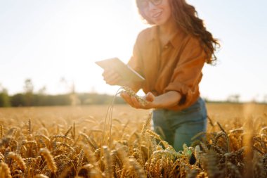 Gözlük takan kadın tarım uzmanı gün batımında dijital tabletle tarlada çalışıyor. Tabletle altın buğday tarlasında çiftçi, mahsulün kalitesini kontrol ediyor. Kavram: tarım, akıllı çiftlik.