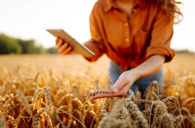 Gözlük takan kadın tarım uzmanı gün batımında dijital tabletle tarlada çalışıyor. Tabletle altın buğday tarlasında çiftçi, mahsulün kalitesini kontrol ediyor. Kavram: tarım, akıllı çiftlik.