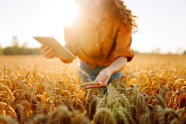 Gözlük takan kadın tarım uzmanı gün batımında dijital tabletle tarlada çalışıyor. Tabletle altın buğday tarlasında çiftçi, mahsulün kalitesini kontrol ediyor. Kavram: tarım, akıllı çiftlik.