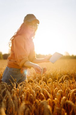 Gözlük takan kadın tarım uzmanı gün batımında dijital tabletle tarlada çalışıyor. Tabletle altın buğday tarlasında çiftçi, mahsulün kalitesini kontrol ediyor. Kavram: tarım, akıllı çiftlik.