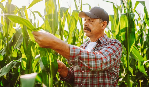 Şapka takan bir çiftçi tarlada mısır bitkilerini inceler. Bir tarım uzmanı bir tablet tutuyor ve mısırın büyümesi hakkında notlar alıyor. Güneş etrafındaki bitkilerin üzerinde parlıyor..