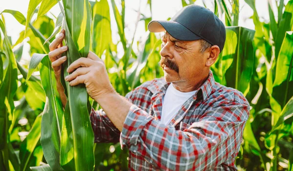 Şapka takan bir çiftçi tarlada mısır bitkilerini inceler. Bir tarım uzmanı bir tablet tutuyor ve mısırın büyümesi hakkında notlar alıyor. Güneş etrafındaki bitkilerin üzerinde parlıyor..