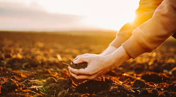 Bir insan gün batımında zengin topraklarda çalışıyor. Tohumlarını tarlaya ekmeye hazırlanırken elleri yere basıyor. Sıcak ışık sahneye altın bir renk katar..