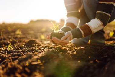 Elinde toprak olan küçük yeşil bir bitkiyi tutan genç çiftçinin yakın çekimi. Agronomist ekmeden önce genç bitkiyi gün batımında inceliyor. Bahçe ve ekoloji kavramı.