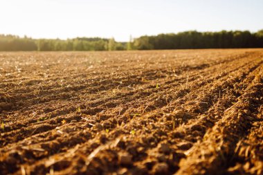 Güneş ışığı yeni sürülmüş toprağın üzerinde parlar. Dünya görünür sıralar ve büyümeye başlayan küçük yeşil filizlerle hazırlandı. Sahne yaklaşan ekinler için potansiyel gösteriyor..