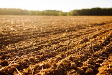 Güneş ışığı yeni sürülmüş toprağın üzerinde parlar. Dünya görünür sıralar ve büyümeye başlayan küçük yeşil filizlerle hazırlandı. Sahne yaklaşan ekinler için potansiyel gösteriyor..