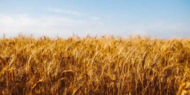 Buğday büyük bir tarlada rüzgarda hafifçe sallanır. Gökyüzü birkaç bulutla aydınlık. Güneş altın tanelerin üzerine parlıyor hasat için hazır.