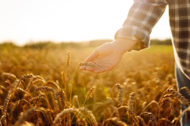 Genç bir dişi çiftçinin tarlada altın buğday kulaklarına dokunuşunun yakın çekimi. Bir tarım uzmanı gün batımında buğday tarlasında çalışır. Çiftçilik kavramı, kontrol, kalite.