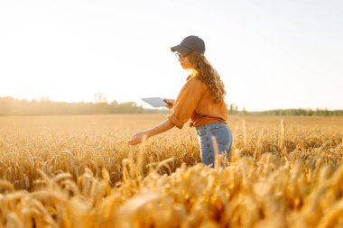 Dijital tabletli genç bir çiftçi güneşli bir günde altın buğday tarlasında çalışır. Kadın tarım uzmanı gün batımında tarladaki mahsulün kalitesini kontrol ediyor. Tarım kavramı, verimli bir hasat..