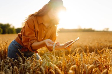 Dijital tabletli genç bir çiftçi güneşli bir günde altın buğday tarlasında çalışır. Kadın tarım uzmanı gün batımında tarladaki mahsulün kalitesini kontrol ediyor. Tarım kavramı, verimli bir hasat..