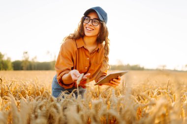 Dijital tabletli genç bir çiftçi güneşli bir günde altın buğday tarlasında çalışır. Kadın tarım uzmanı gün batımında tarladaki mahsulün kalitesini kontrol ediyor. Tarım kavramı, verimli bir hasat..