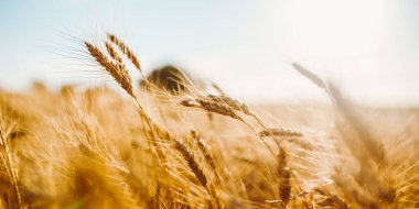 Buğday bitkileri açık bir alanda dik dururlar. Güneş ışığı arka planda parlak bir şekilde parlar, sıcak bir ton yaratır ve bitkileri aydınlatır. Temiz bir gökyüzü sahneyi güçlendirir.