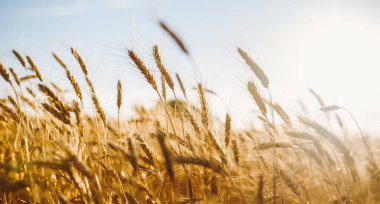 Buğday bitkileri açık bir alanda dik dururlar. Güneş ışığı arka planda parlak bir şekilde parlar, sıcak bir ton yaratır ve bitkileri aydınlatır. Temiz bir gökyüzü sahneyi güçlendirir.