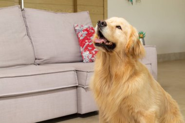 Köpek benden bir parça bekliyor. Labrador köpeği, salonda oturuyor..