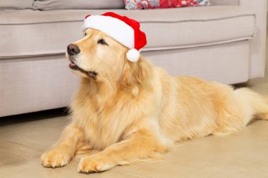 Köpek yerde yatıyor, Noel Baba şapkasıyla. Noel