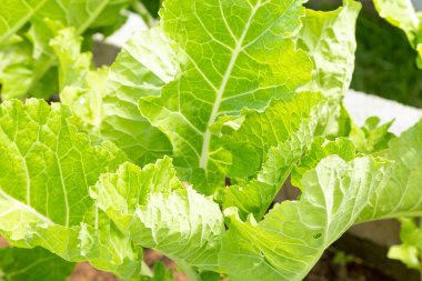 Lahana çiftliği, lahana bitkisi, yakın plan kesilmiş..