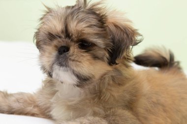 Yavru köpekler bir nesneye dikkat ederek piknik yaparlar. Kapat.