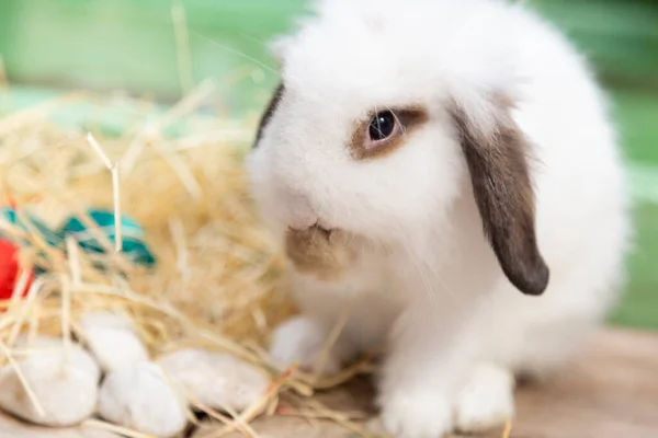 Кролик Ест Кусок Моркови Пасхальными Яйцами Заднем Плане — стоковое фото
