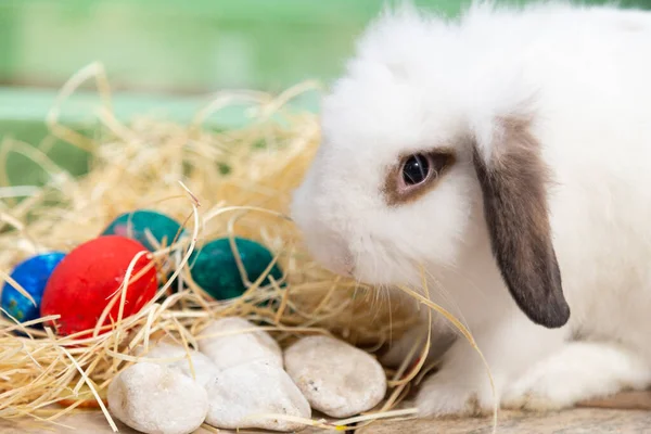 Conejo Mirando Hacia Adelante Guardando Huevos Pascua — Foto de Stock