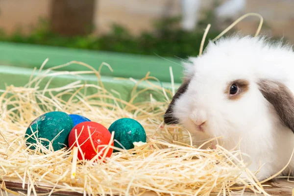 Закройте Белый Кролик Пасхальными Яйцами Крупным Планом — стоковое фото