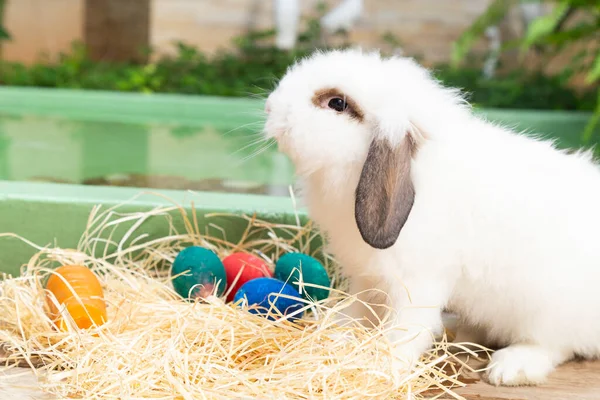 Кролик Смотрит Пасхальные Яйца Рядом Ним — стоковое фото
