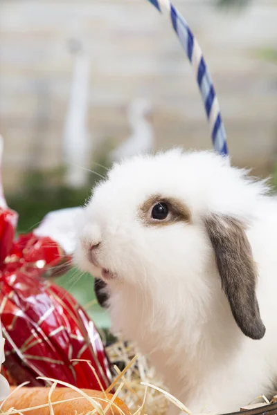 Conejo Mirando Cesta Pascua Fondo Foto Vertical — Foto de Stock