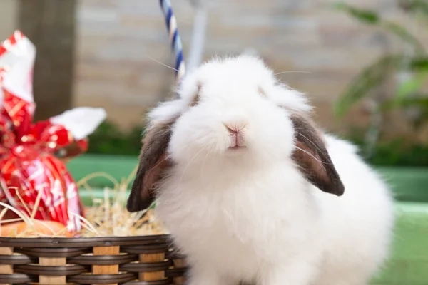 Conejo Con Cesta Pascua Fondo — Foto de Stock