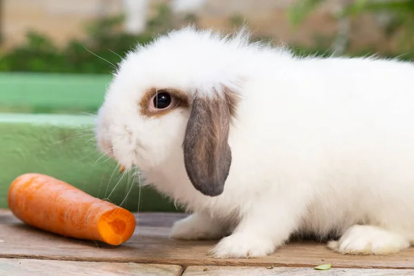 Conejo Blanco Comiendo Pedazo Zanahoria Lado Tiene Una Zanahoria — Foto de Stock