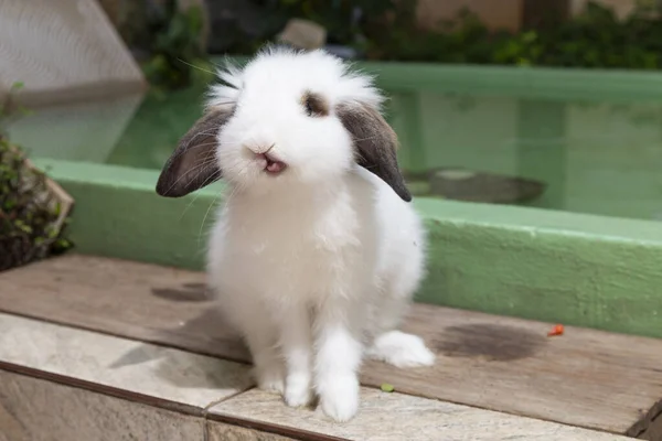 Conejo Blanco Comiendo Pedazo Zanahoria — Foto de Stock