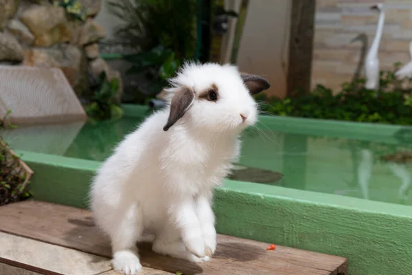 Weißes Kaninchen Springt Zum Essen Mit Platz Für Text — Stockfoto