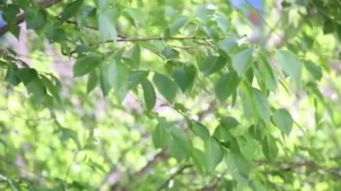 Güneşli bir yaz gününde rüzgarla hareket eden büyük bir ağaçtaki yeşil yapraklar.