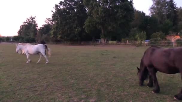 Horses standing in field near small town with trees and eating grass on sunset — Αρχείο Βίντεο